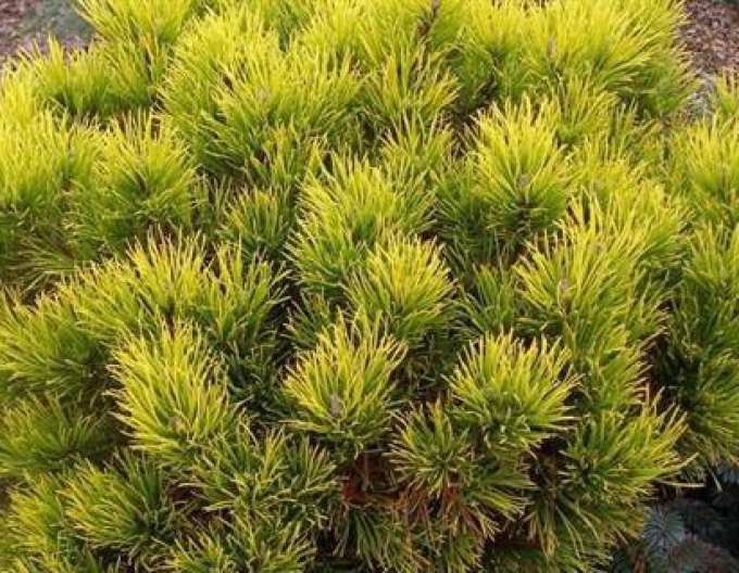 Borovica horská ´Carsten´s Wintergold´