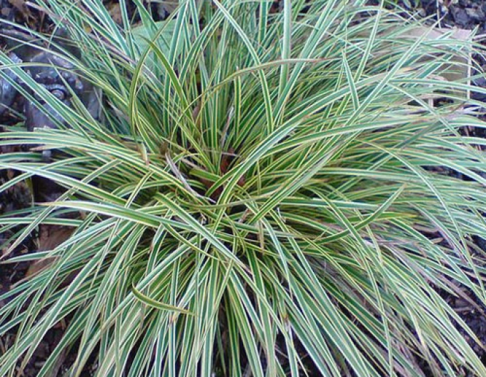 Ostrica ´Variegata´