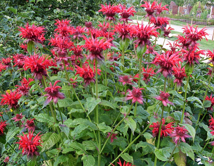 Monarda ´Cambridge Scarlet´