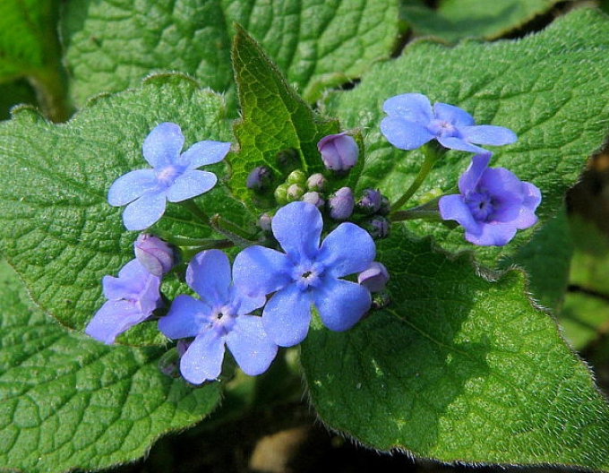 Brunera veľkolistá