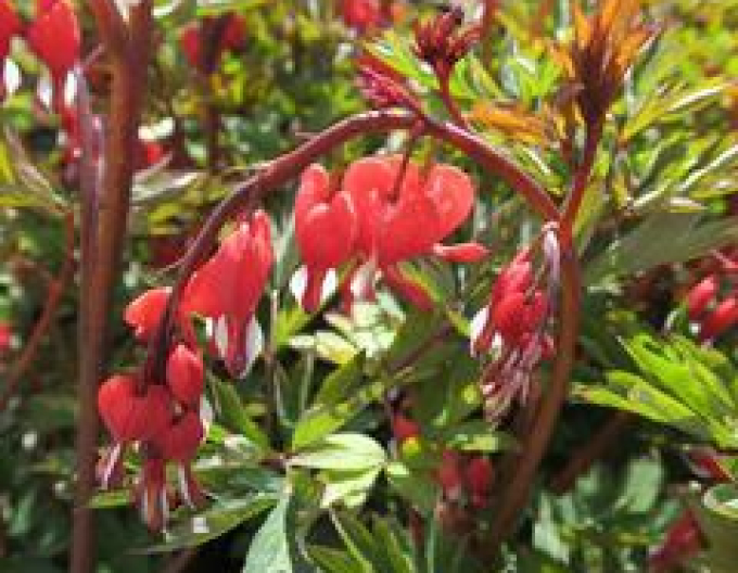 Srdcovka nádherná ´Valentine´