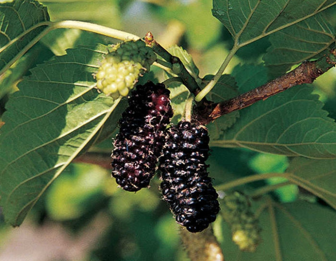 Moruša ´Illinois Everbearing´