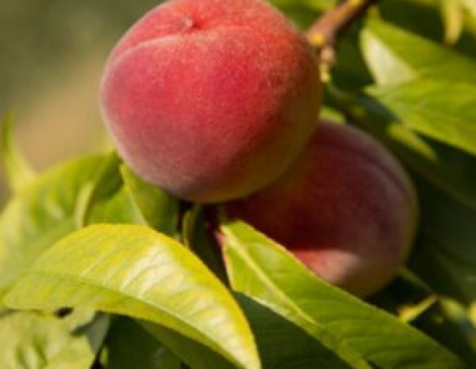 Broskyňa zakrslá Mini ´HONEY RED´, podp. Semenáč, voľnok.