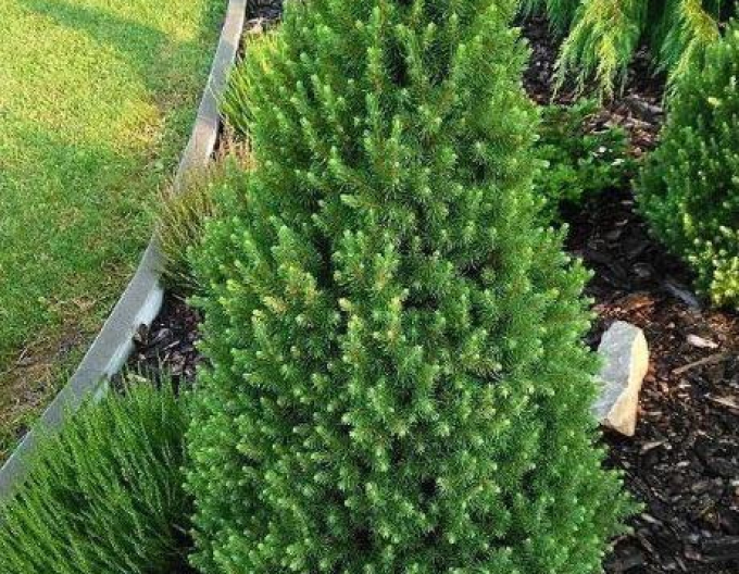 Smrek biely ´December´