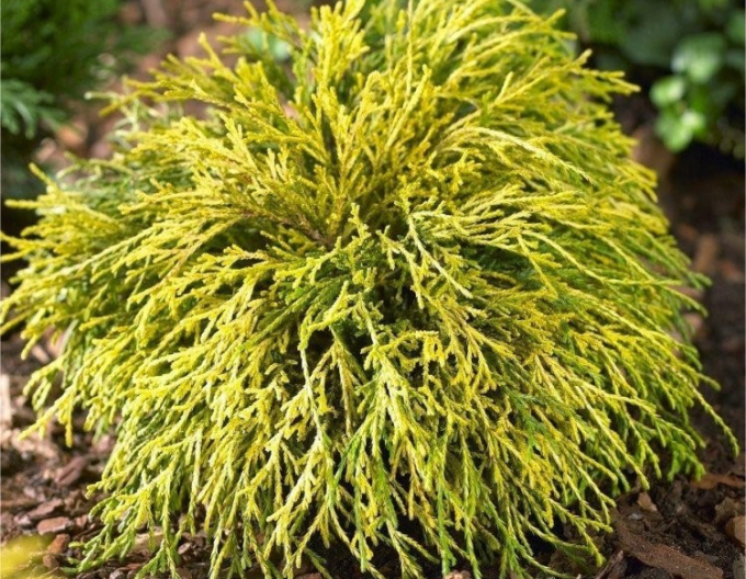 Cypruštek hrachonosný "Sungold"