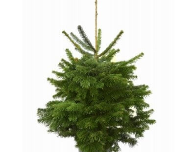 Smrek pančičov (Omorika) 100/125 cm