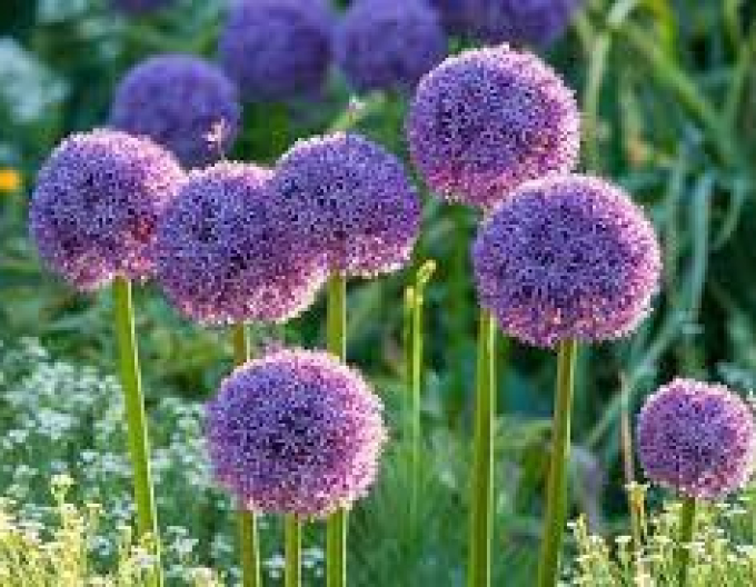 Cesnak okrasný ´Globemaster´ 1ks