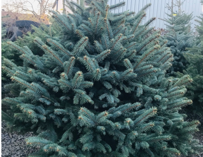 Smrek pichľavý 125/150 cm, kont.