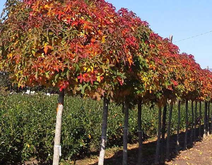 Ambrovník "Gumball" na kmienku