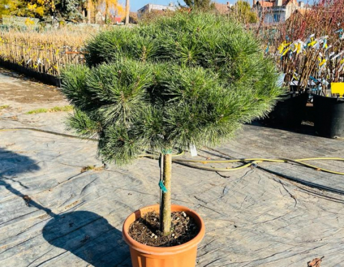 Borovica čierna ´Brepo´ na kmienku 80cm