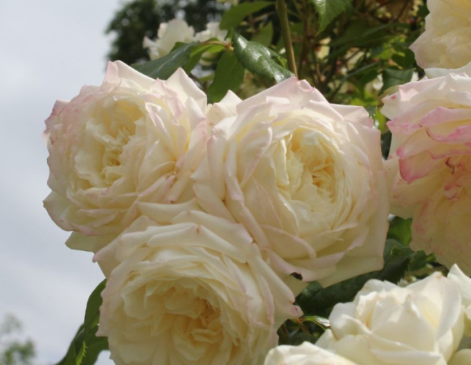 Ruža ´Future/Alaska´