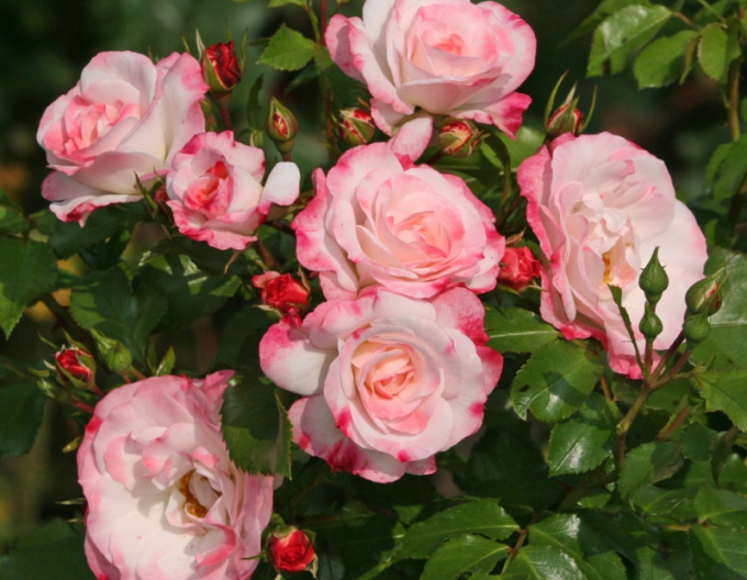 Ruža ´Rosenstadt Freising´