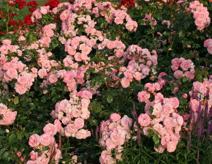 Ruža ´Rosenstadt Freising´