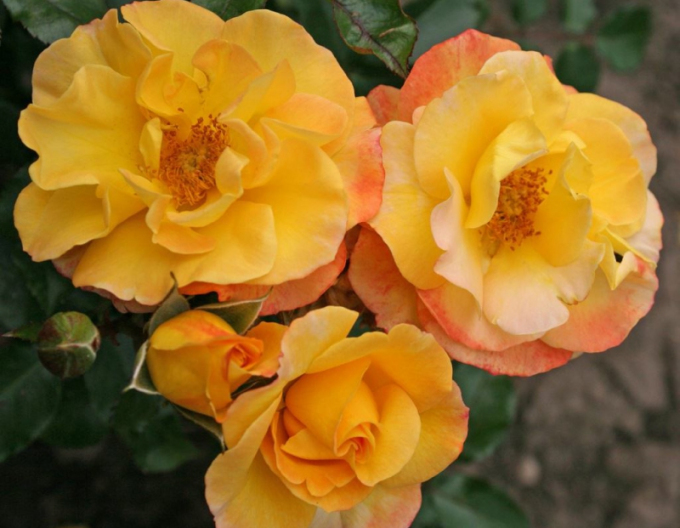 Ruža ´Bright Smiles´