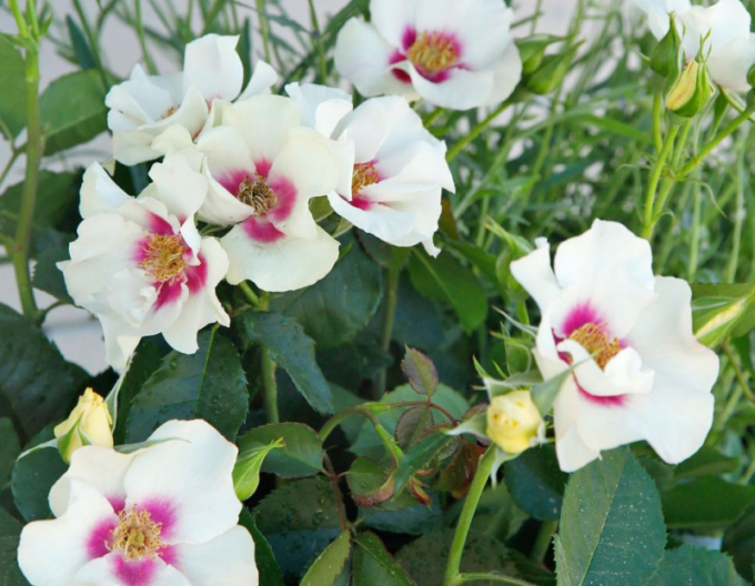 Ruža ´SEE YOU in Purple´