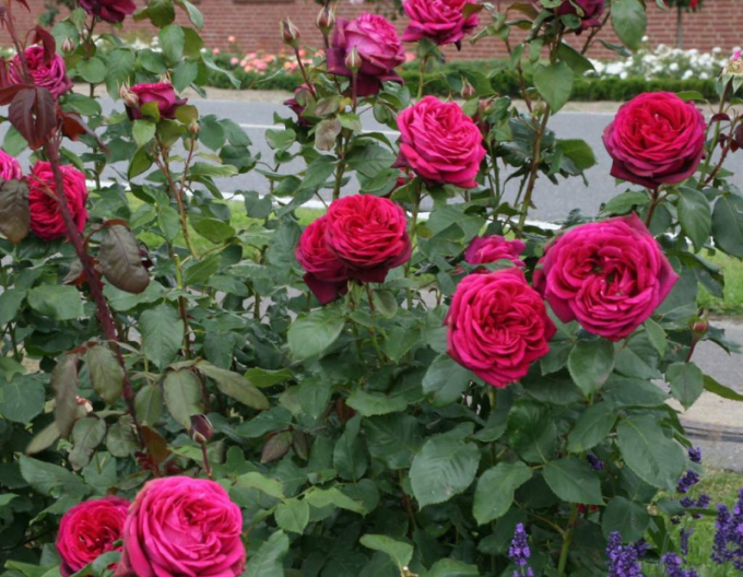 Ruža ´Gräfin Diana´