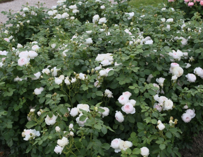 Ruža ´Herzogin Christiana´