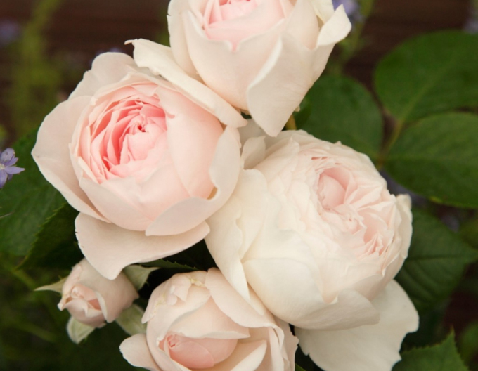 Ruža ´Herzogin Christiana´