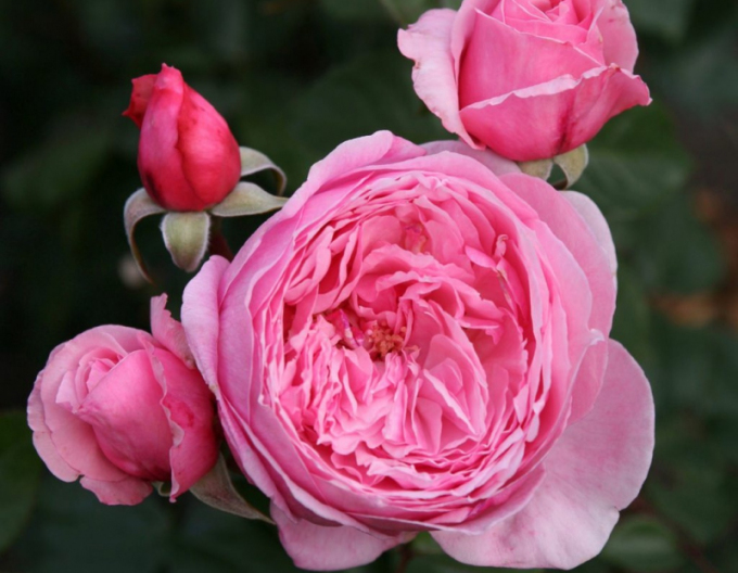 Ruža ´Kiss me Kate´