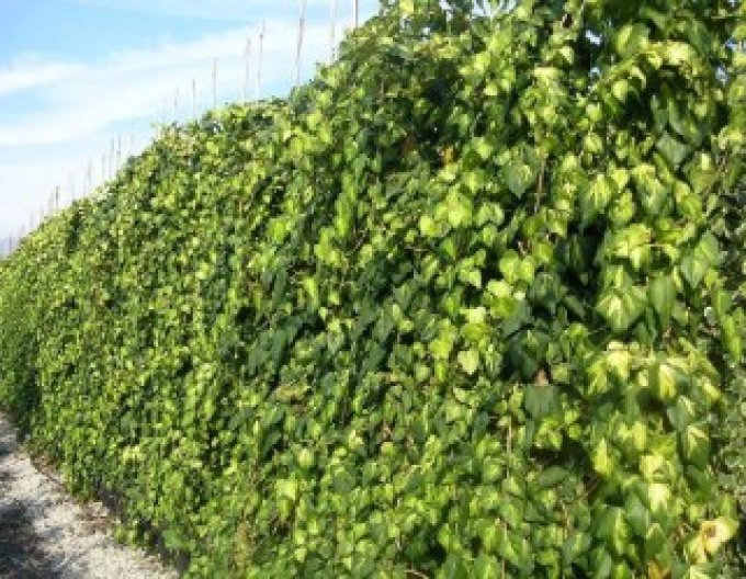 Brečtan kaukazský ´Sulphur Heart´