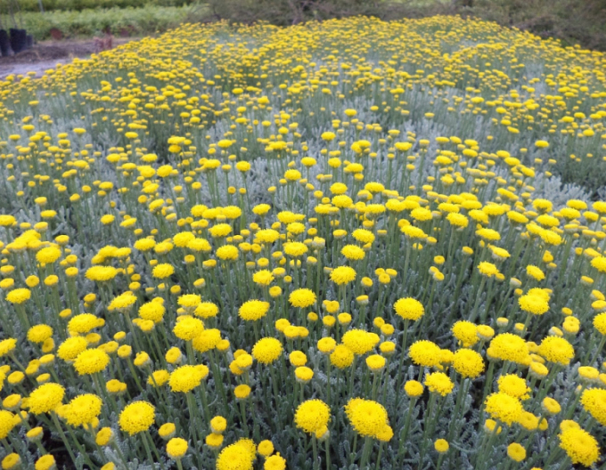 Santolina - Svätolína cyprusovitá