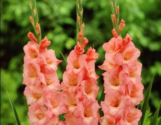 Gladiola ´Spic and Span´