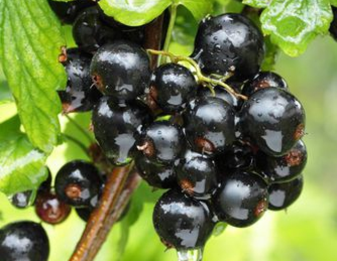 Ríbezľa čierna "Titania" STROMČEKOVÁ, kont. 2l