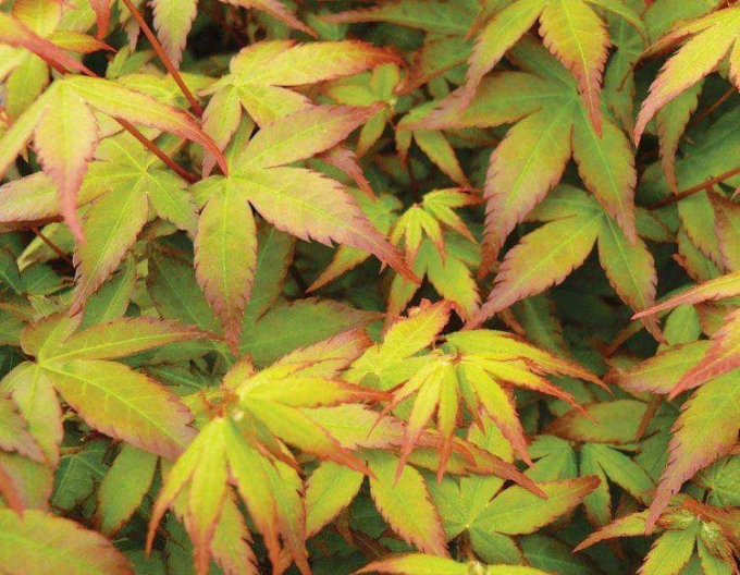 Javor dlaňovitolistý ´Little Princess´´