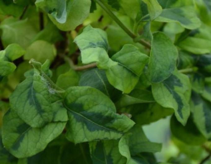 Zemolez japonský ´Kogel-Mogel ´