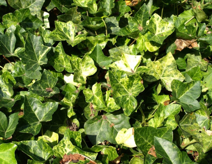 Brečtan popínavý ´Profesor Seneta´