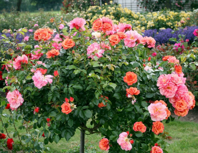 Ruža stromčeková ´APRIKOLA´