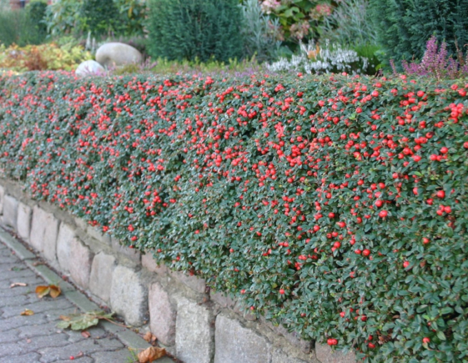 Skalník Dammerov "Skogholm"