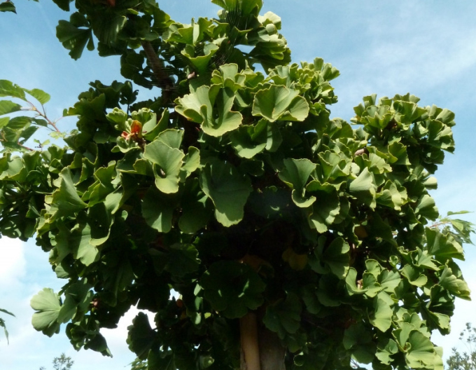 Ginko dvojlaločné ´Troll´ na kmienku