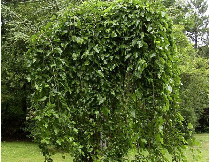 Moruša previslá  (čierne plody) 190cm