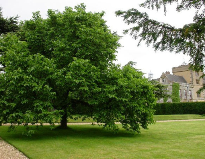 Moruša čierna, kont. 5l