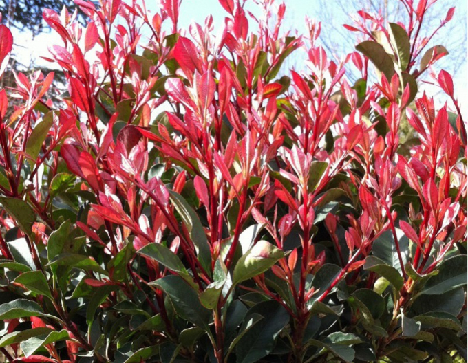 Červienka ´Red Robin Cono´