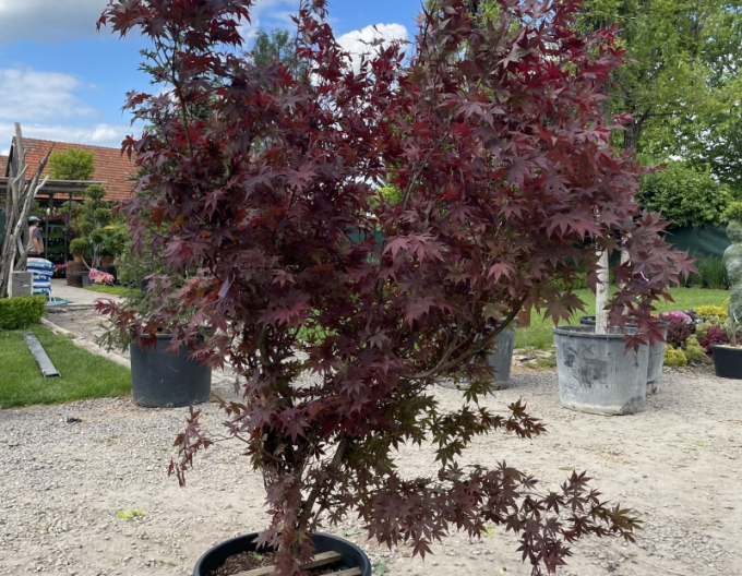 Javor  dlaňovitolistý ´Bloodgood´