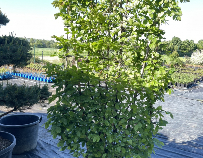 Hrab obyčajný ´Stena 180x120cm´