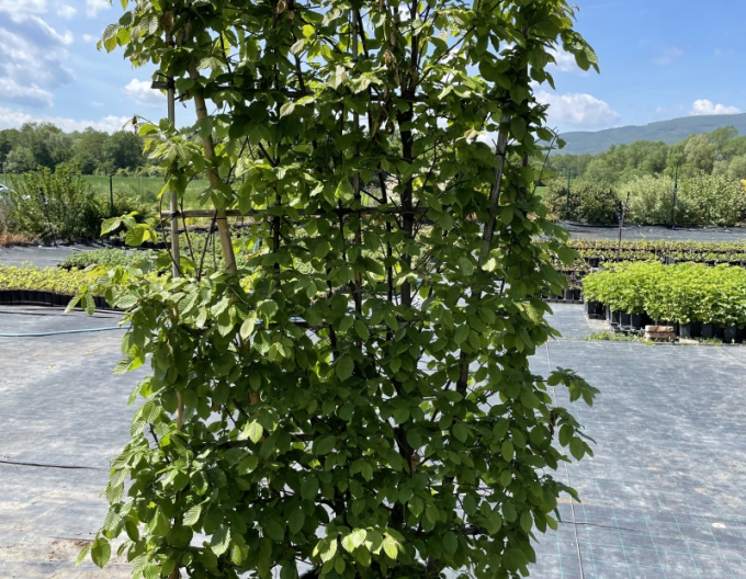 Hrab obyčajný ´Stena 180x120cm´