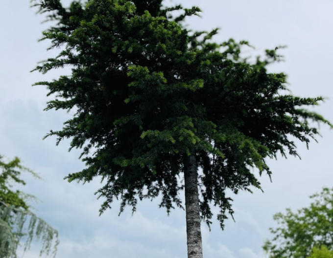 Céder libanonský na kmienku