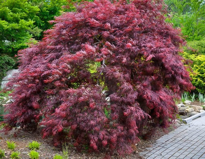 Javor dlaňovitolistý ´Inaba Shidare´ na kmienku