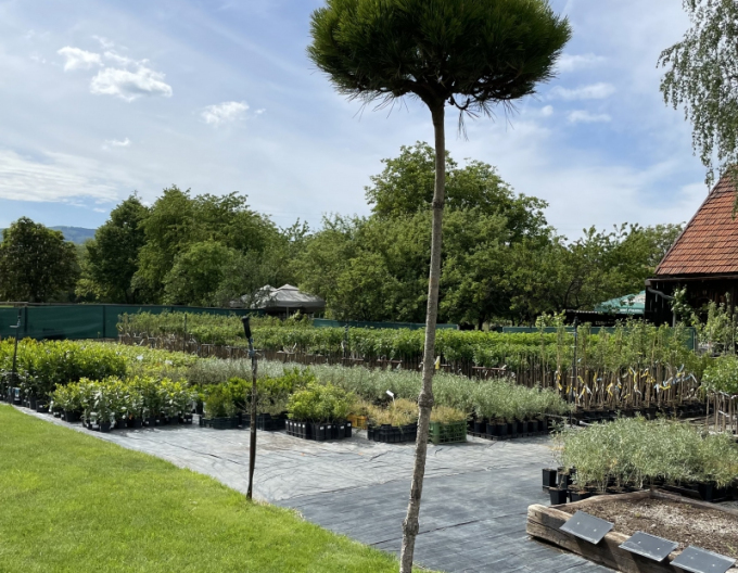 Borovica čierna ’ Brepo´ na kmienku 200cm