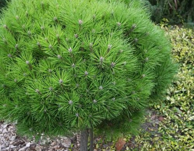 Borovica čierna ’ Brepo´ na kmienku 200cm