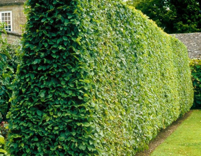 Hrab obyčajný ´Stena 350x150cm´