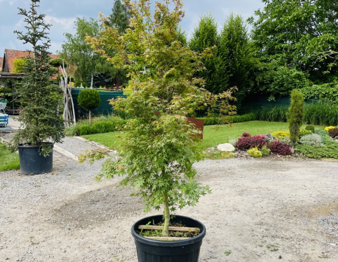 Javor  dlaňovitolistý ´Katsura´