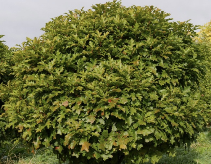 Dub močiarny ´Green Dwarf´ Ball