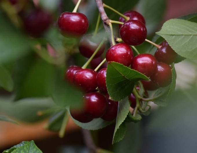 Višňa ´Northstar´ neskorá 5l