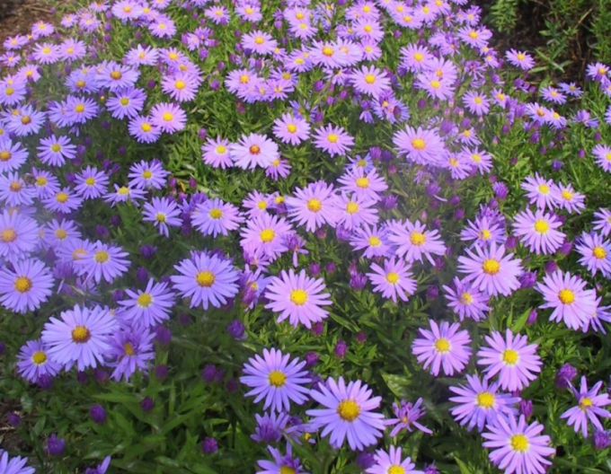 Astra ´Prof. Anton Kippenberg’´