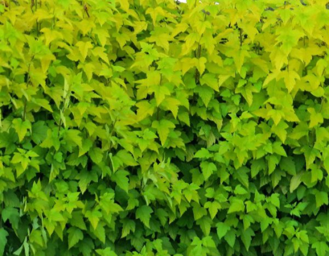 Tavoľa kalinolistá Dart´s Gold