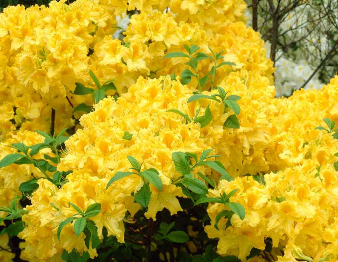 Azalka veľkokvetá ´Anneke´